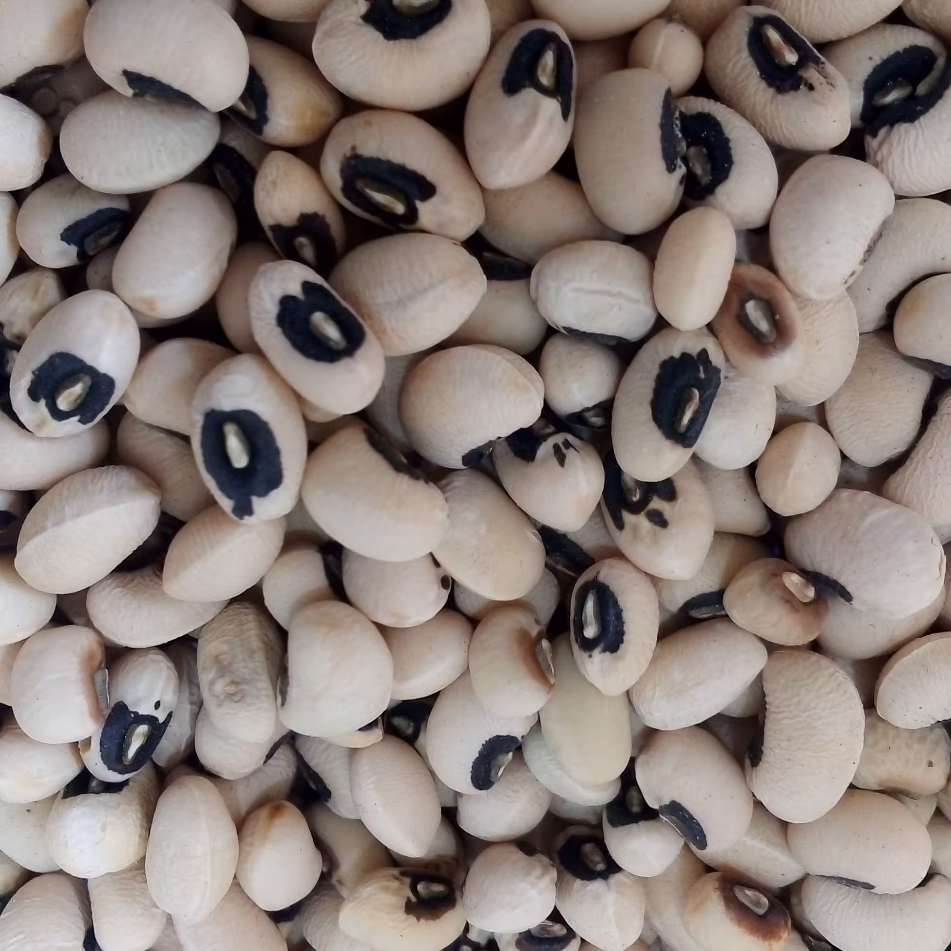 لوبیا چشم بلبلی