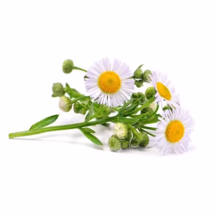 بذر بابونه شیرازی