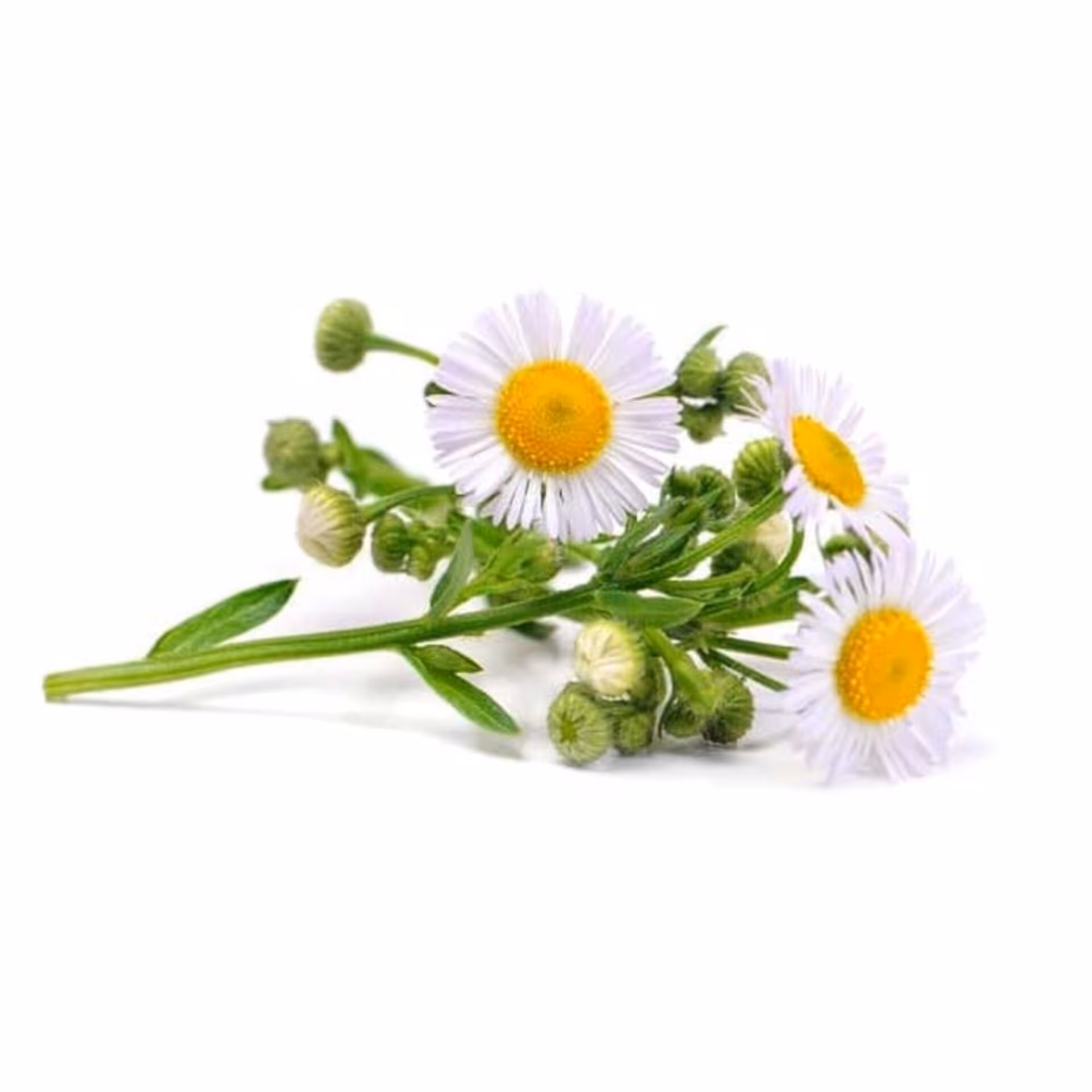 بذر بابونه شیرازی