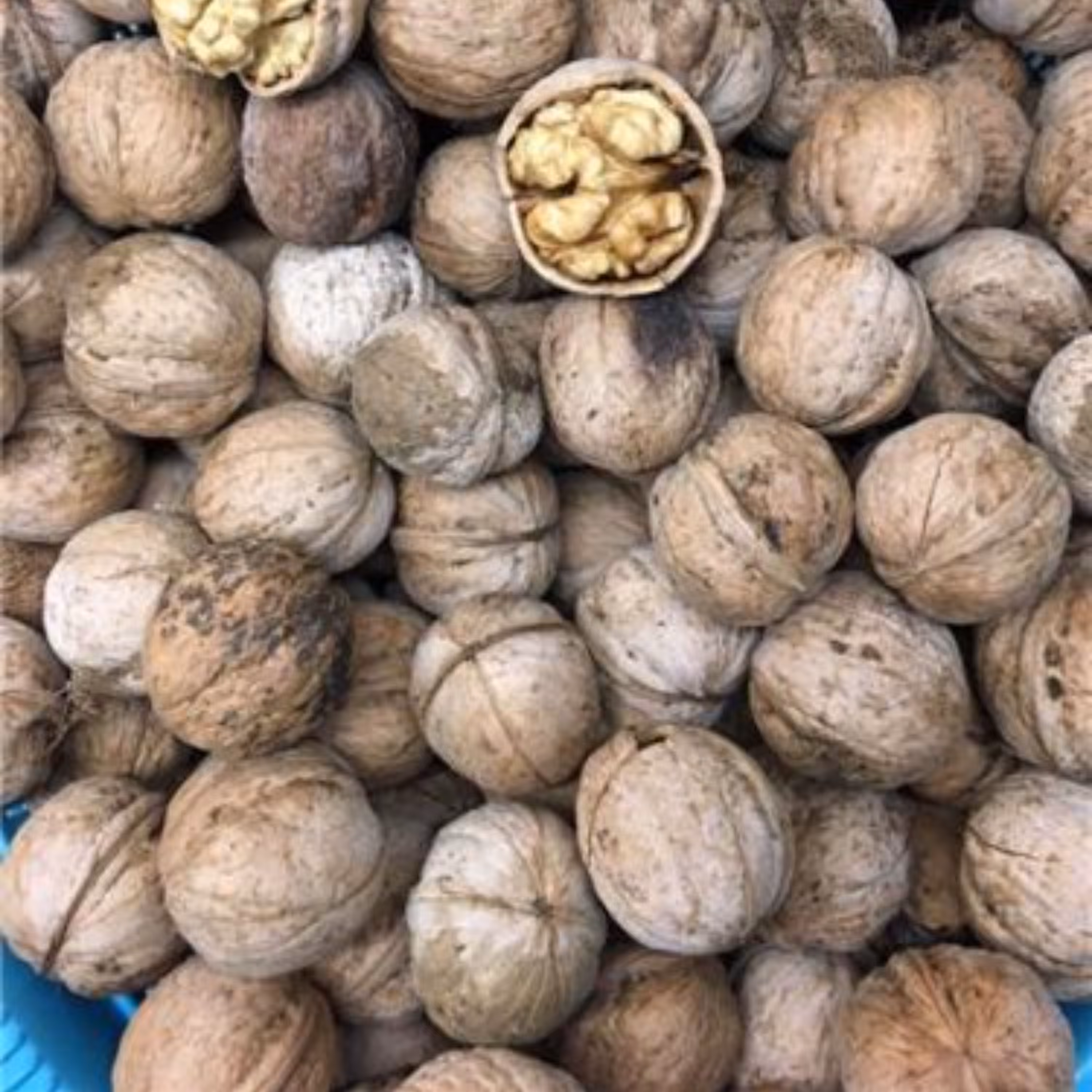 گردو ایرانی اعلا یک کیلویی