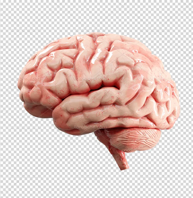 عکس PNG مغز انسان | گرافیک با طعم تربچه