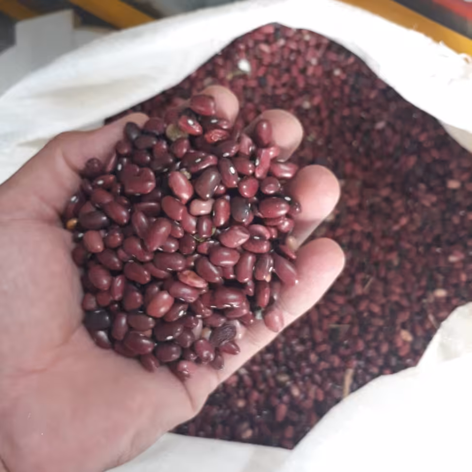 لوبیا قرمز ارگانیک  بصورت خرده فروشی  
