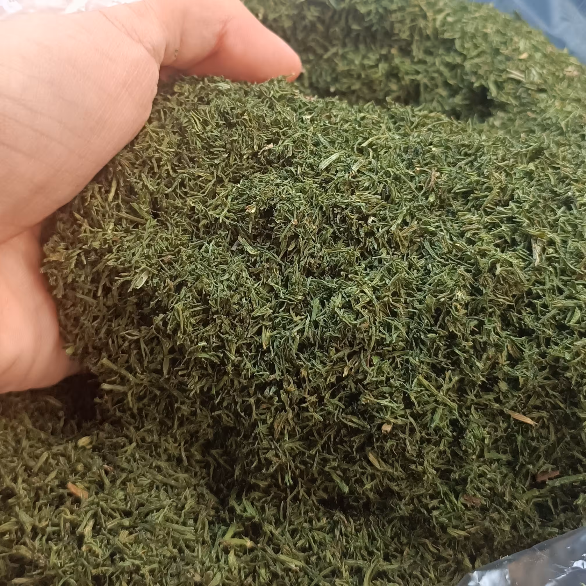 شوید خشک سوپر ممتاز نیم کیلویی 140