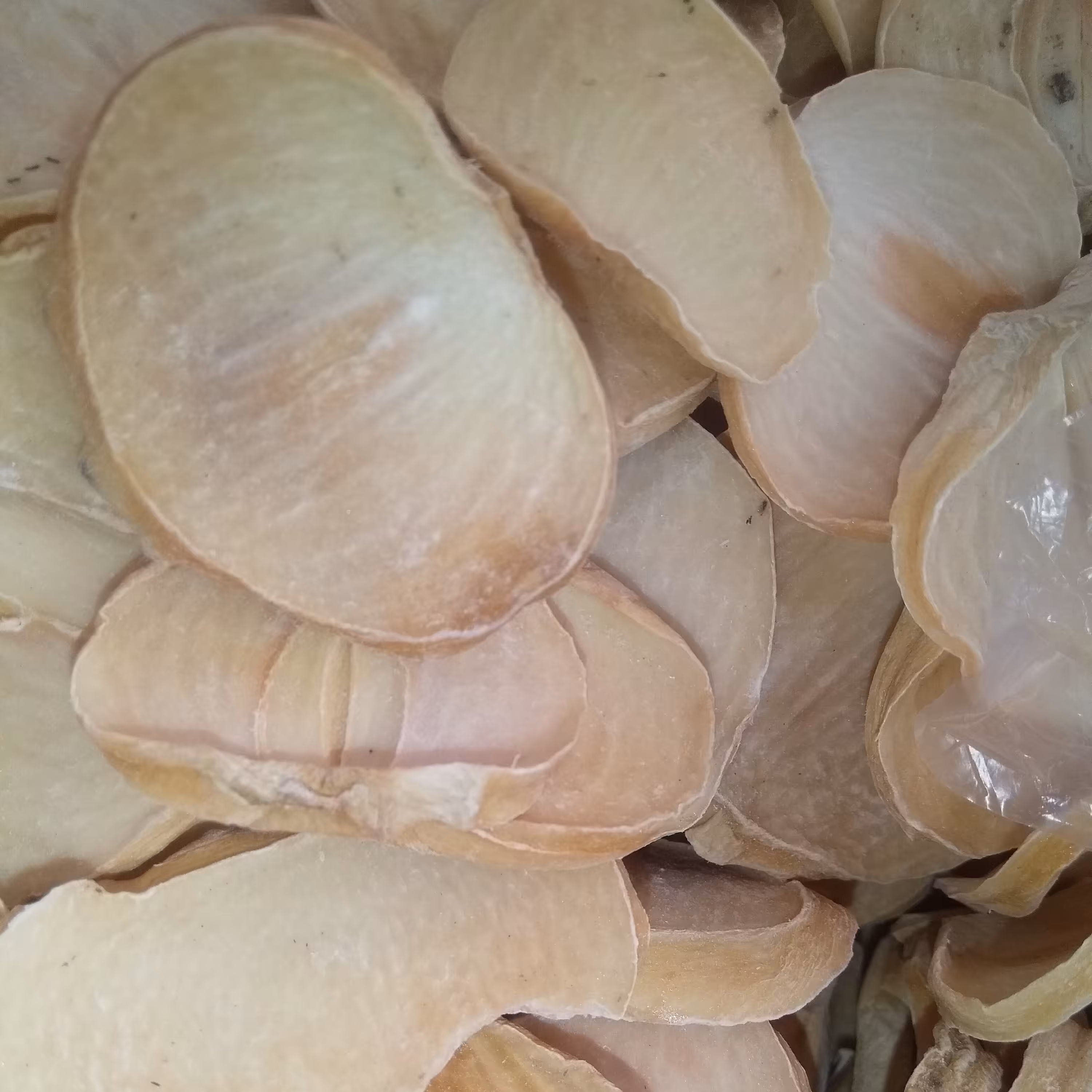 موسیر امسالی صادراتی اعلا 65گرم