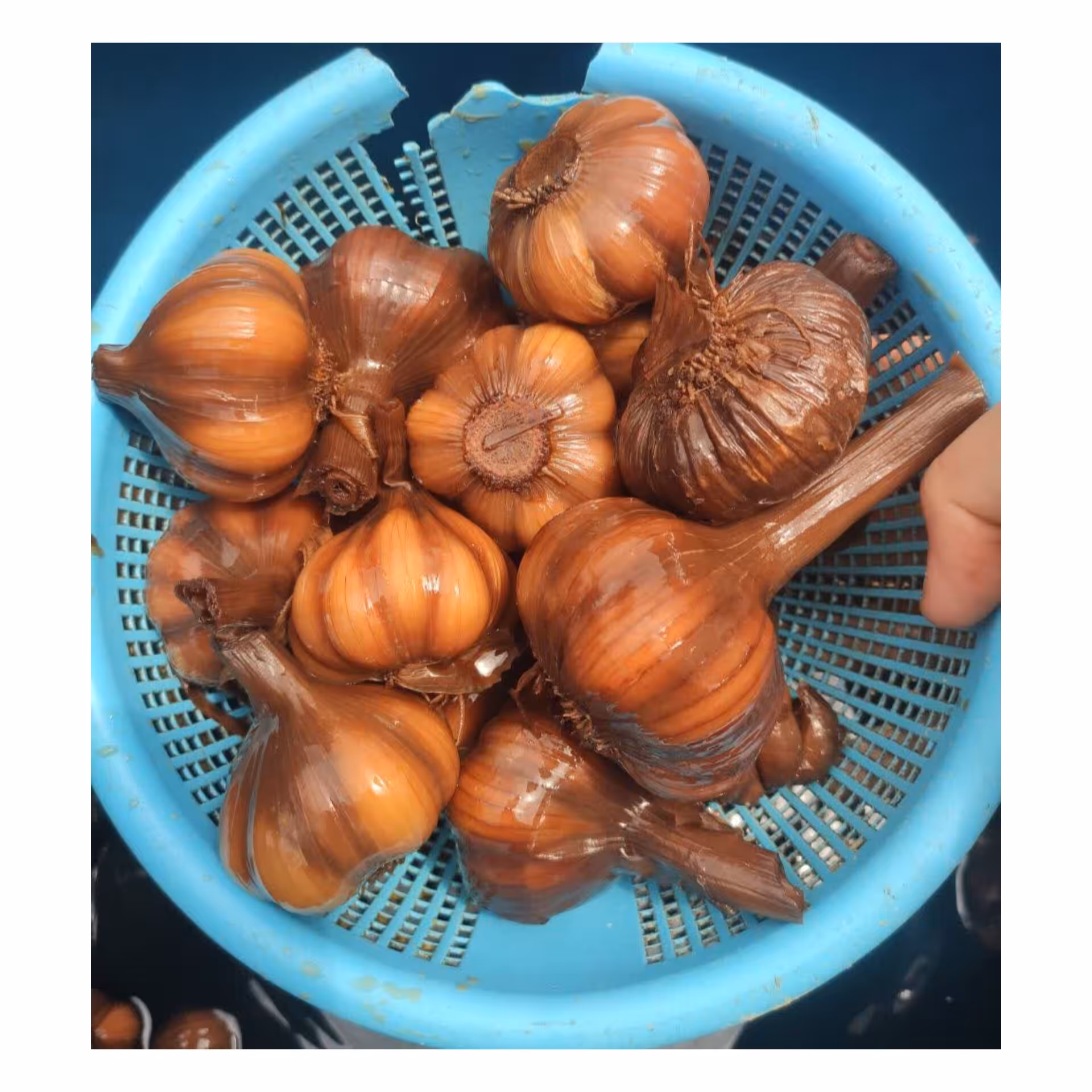 سیرترسی سایزدرشت 1کیلویی