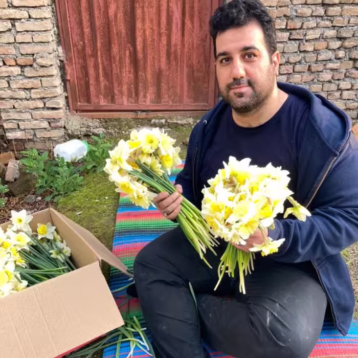 پیاز نرگس هلندی آیس فلیس ( پک پنج عددی)