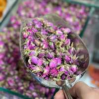 غنچه گل سرخ شیرازی 
