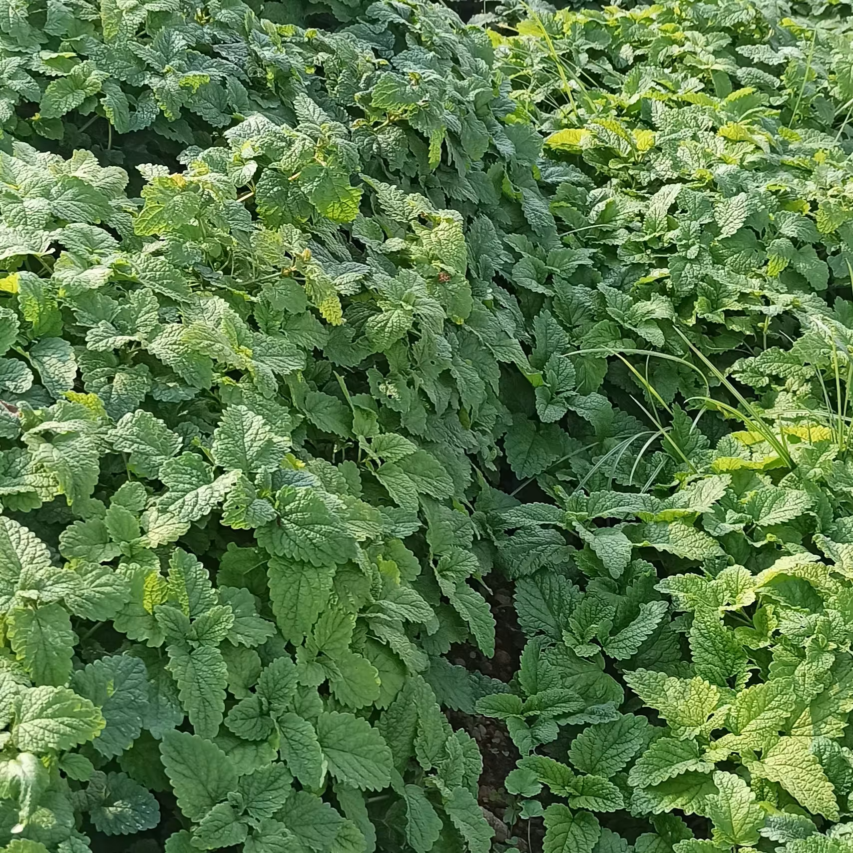 بادرنج بویه( 300 کیلو موجودی)