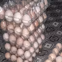 تخم مرغ محلی بسته بندی بهداشتی