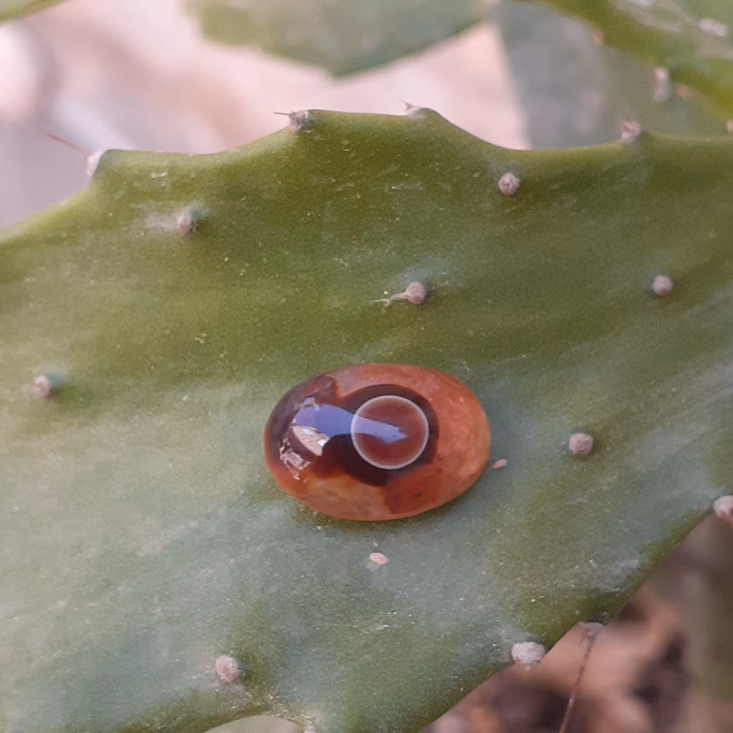 عقیق سلیمانی(درجه یک،سنگ شانس)