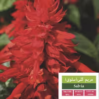 بذر گل سلوی بذر طلایی رویان 