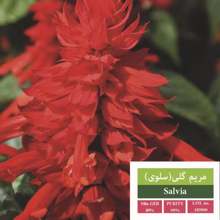 بذر گل سلوی بذر طلایی رویان 