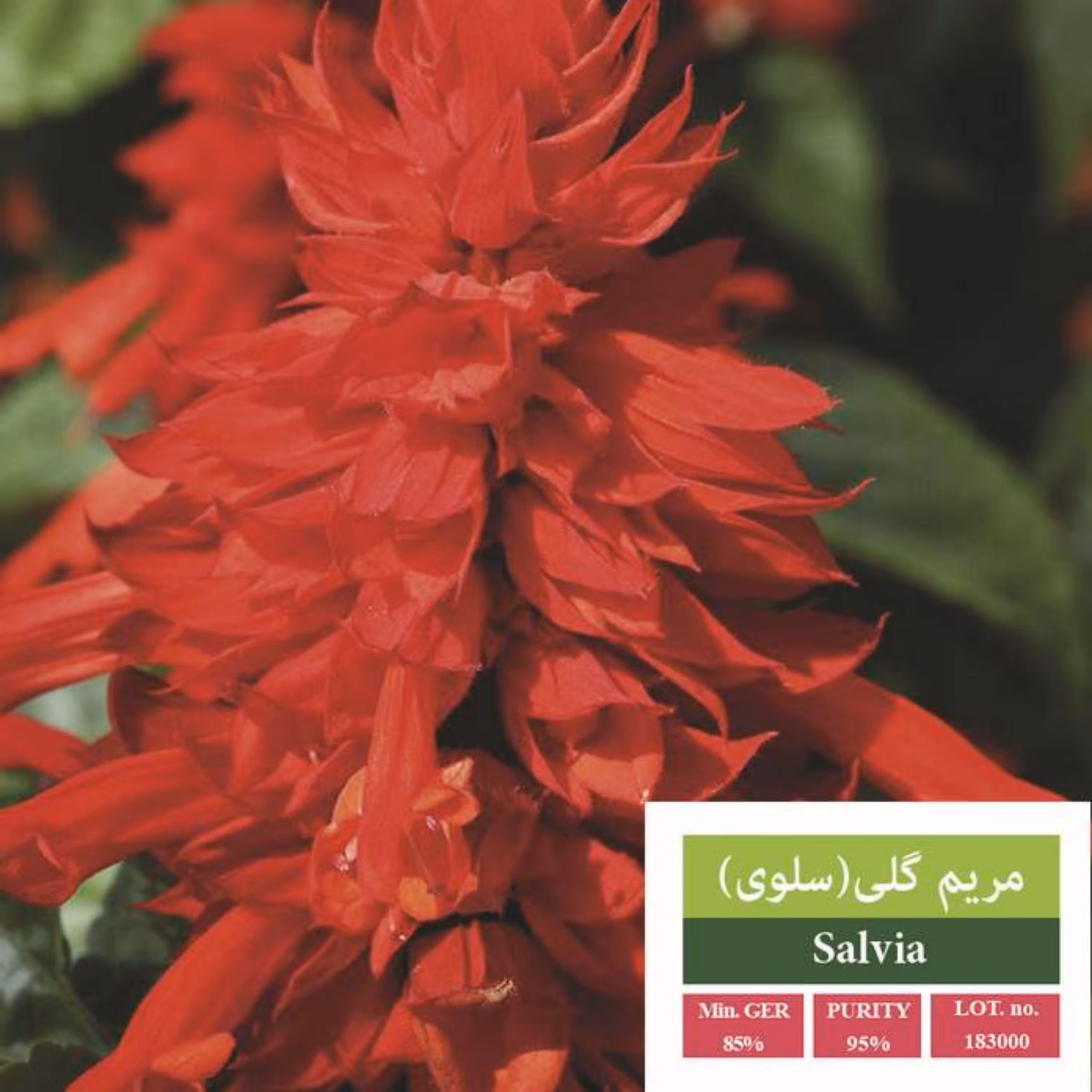 بذر گل سلوی بذر طلایی رویان 