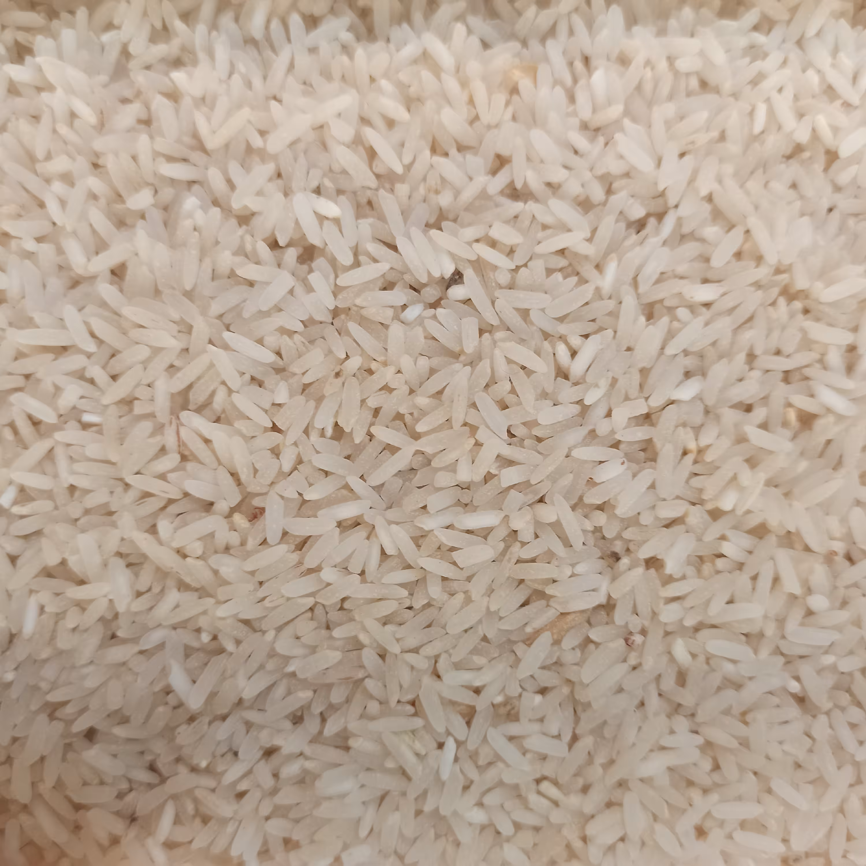 برنج طارم هاشمی  کشت کهگیلویه و بویر احمد