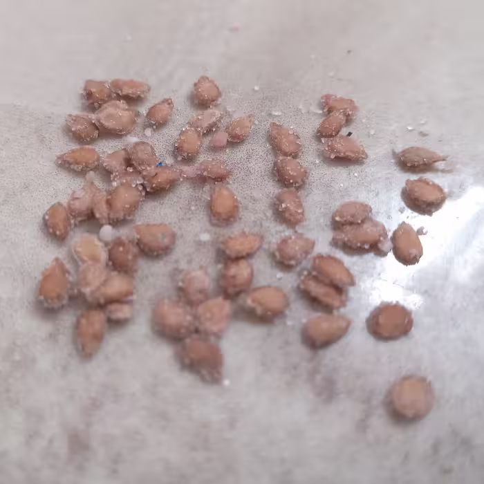 بذر گوجه اصلاح شده (ارسال به صورت پس کرایه) 