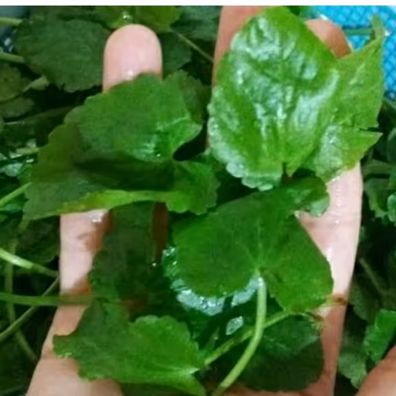 سبزی خشک چوچاق یا زولنگ 100گرمی