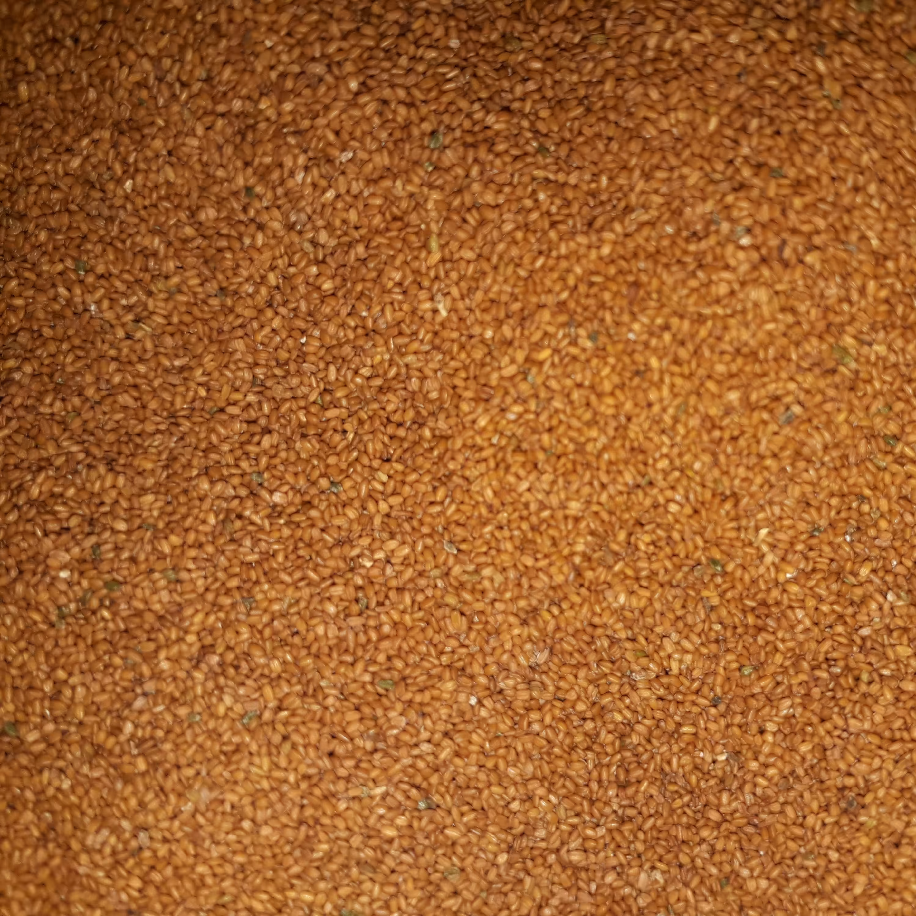 خاکشیر لوکس و درجه یک و خیلی تمیز همدان 450گرمی