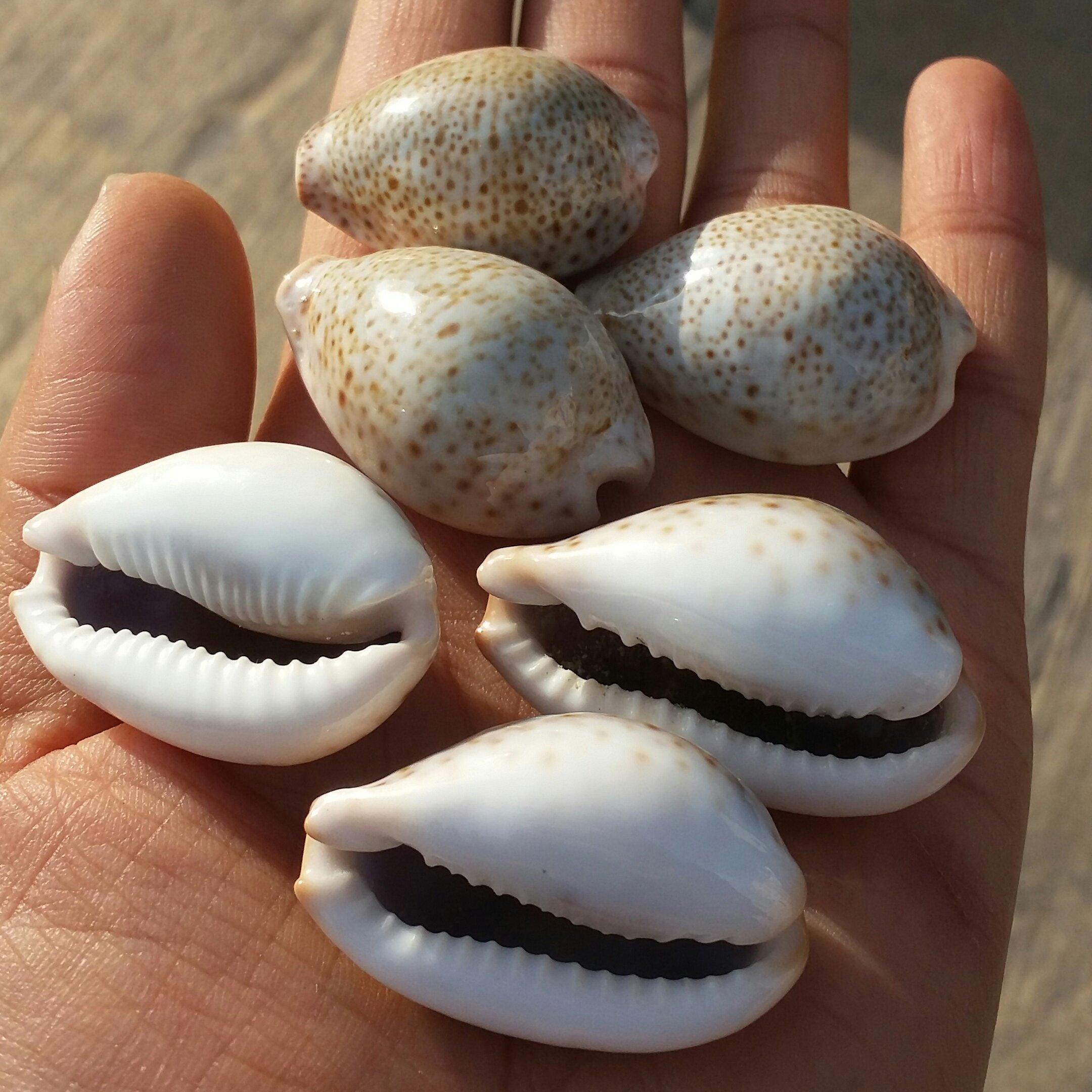 صدف گور سبز  دریایی
100 در 100 طبیعی
شاهکار خلقت
کاملا تمیز و بدون بو
مختص کارهای تزئینی و ساخت زیور آلات سایز درشت 