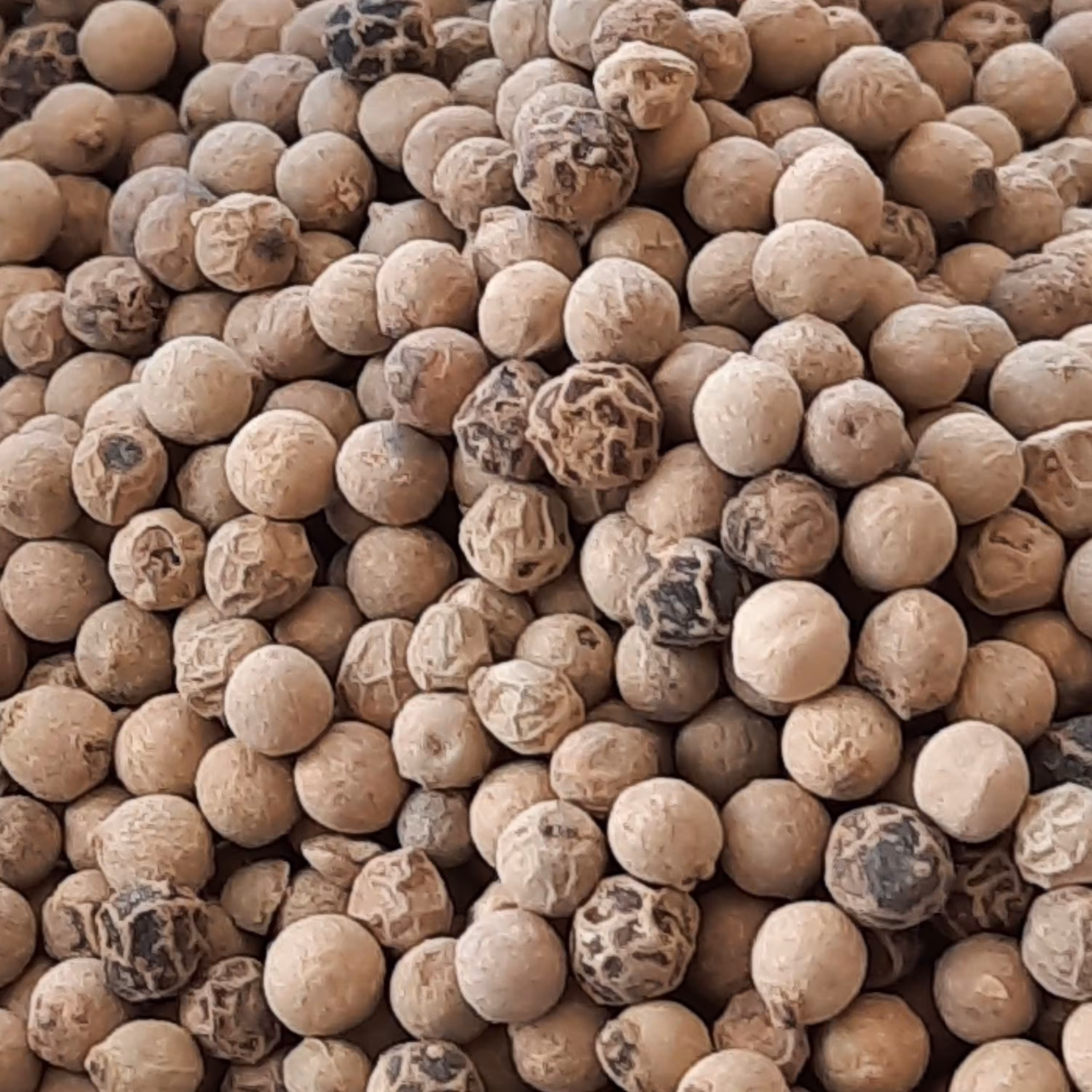 دان فلفل سفید 