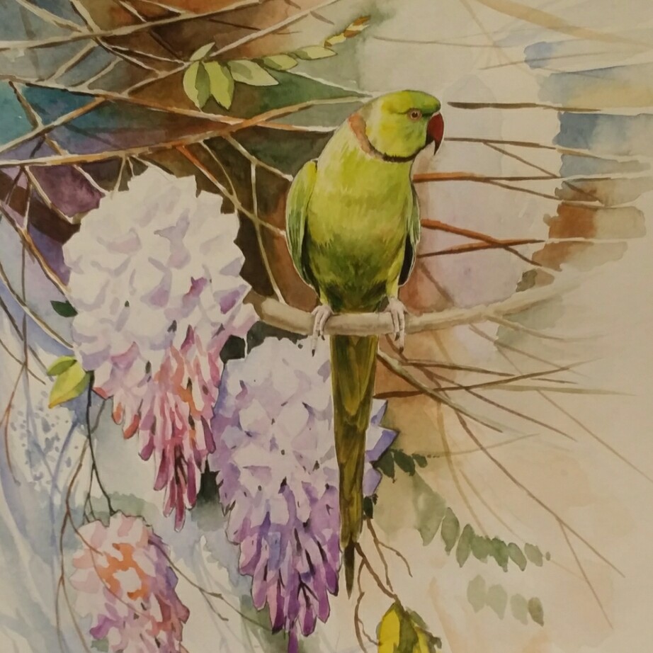 نقاشی آبرنگ طوطی