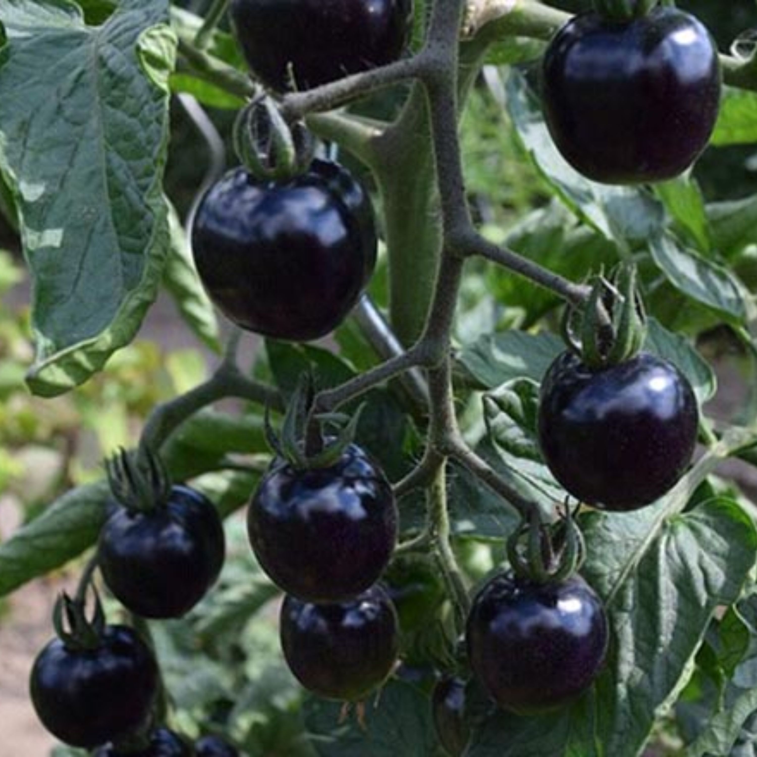 بذر گوجه فرنگی مشکی ایندیاگو رز بسته 20 عددی