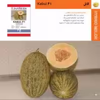 بذر خربزه هیبرید کابل