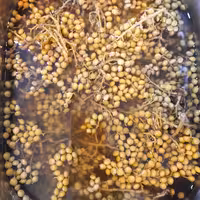 ترشی خانگی بنه(محلی استان چهارمحال و بختیاری)