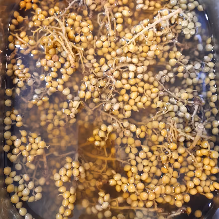 ترشی خانگی بنه(محلی استان چهارمحال و بختیاری)