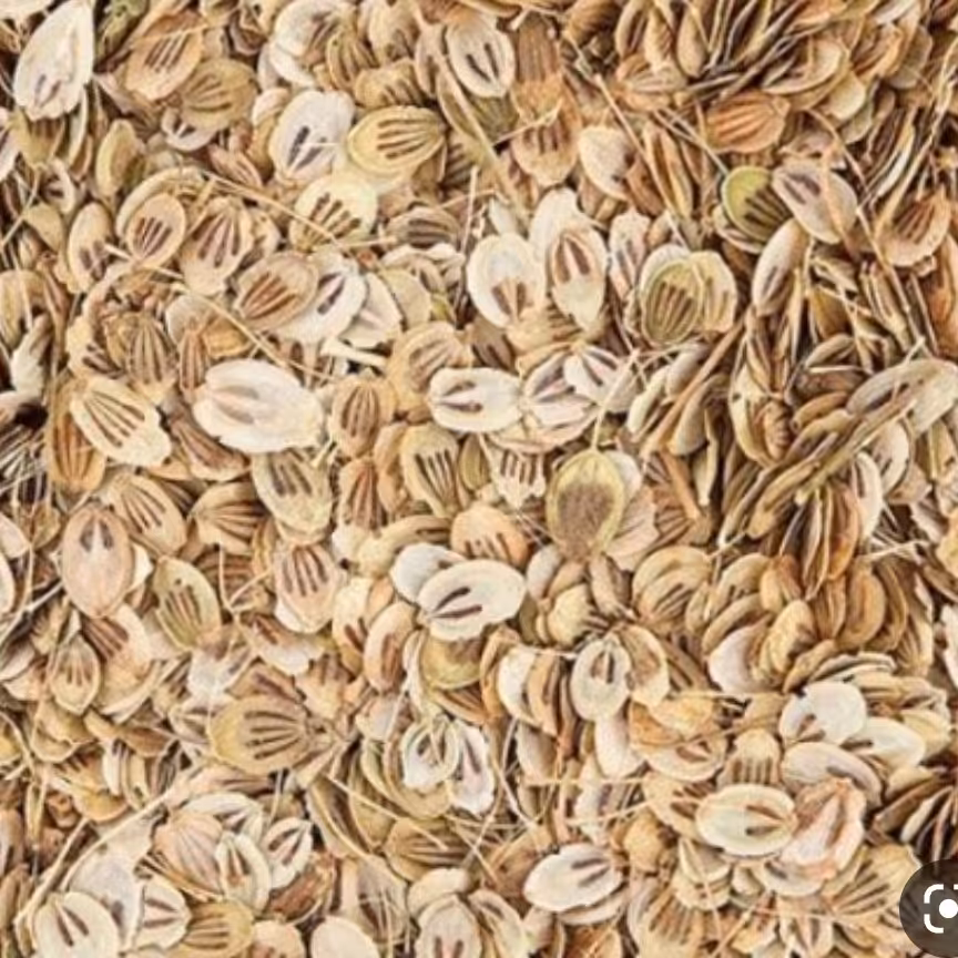 گلپر  درشت اعلاء500 گرم