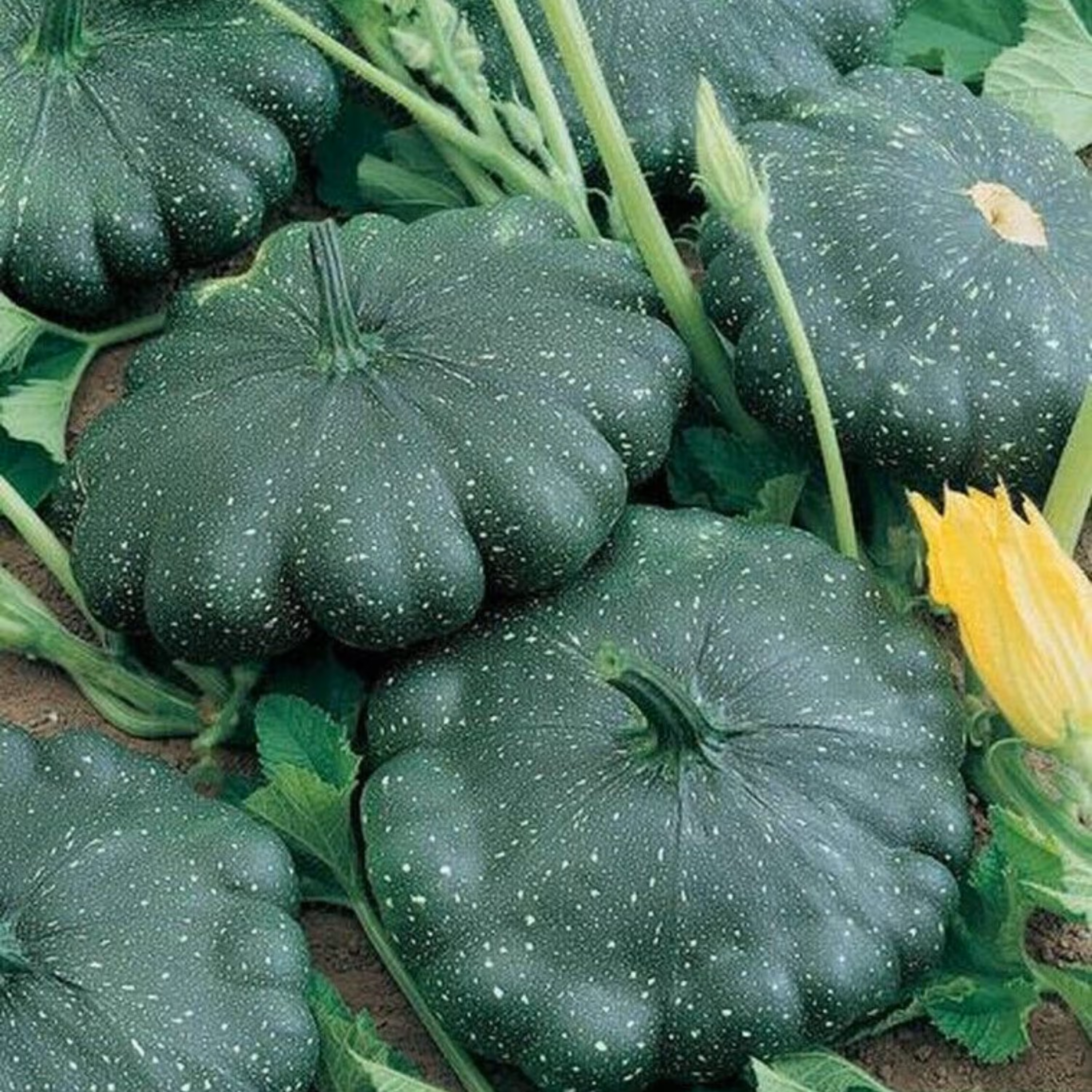 بذر کدو ستاره ای سبز 10عددی