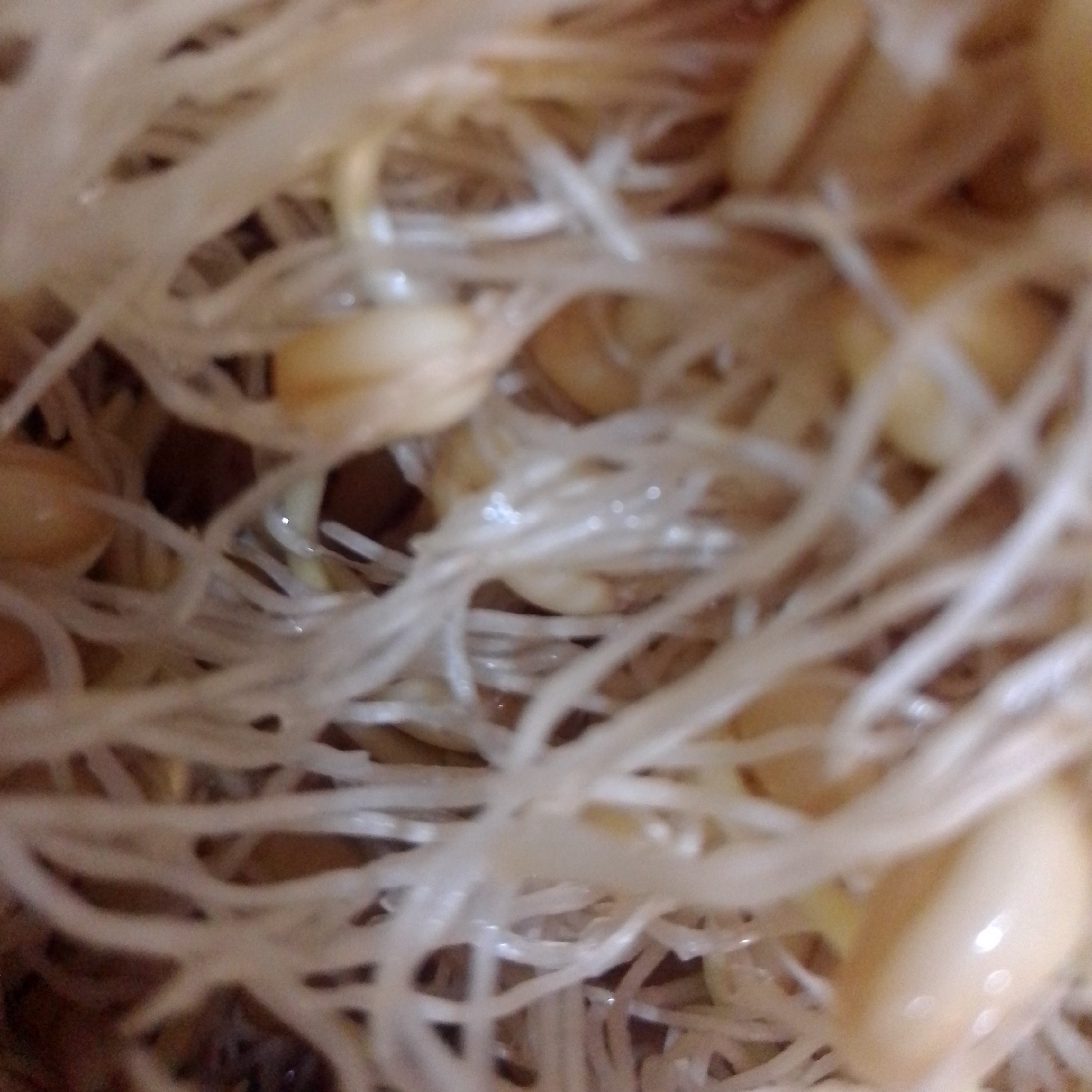 جوانه گندم