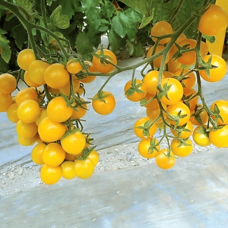 بذر گوجه گیلاسی زرد بذر گوجه چری بسته 20عددی