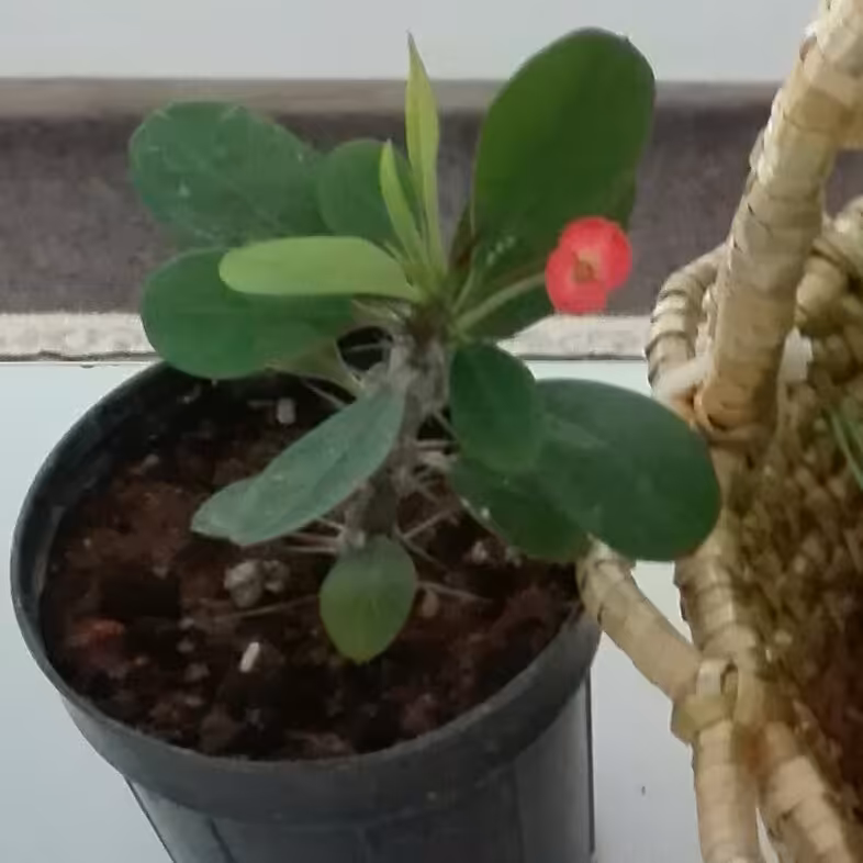 گل مرجان مینیاتوری