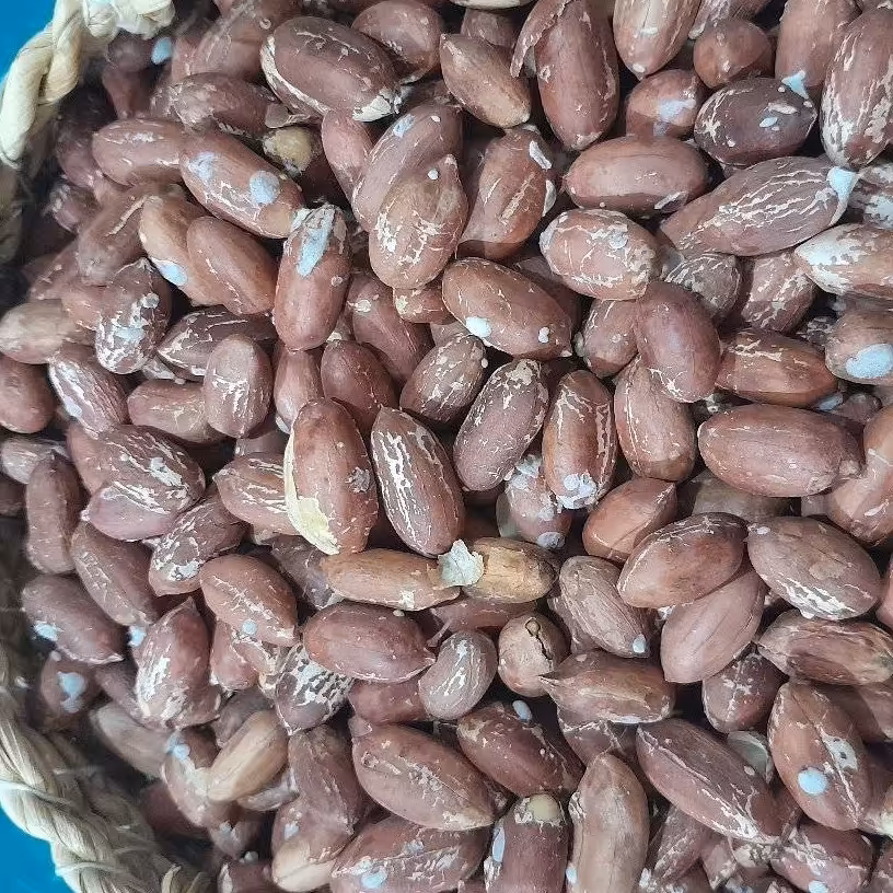 بادام زمینی اصل آستانه ترد و خوشمزه