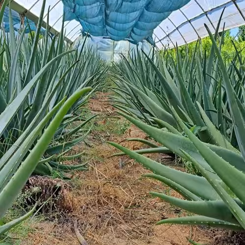 طرح توجیهی گلخانه آلوئه ورا - Tarhtojihi.org