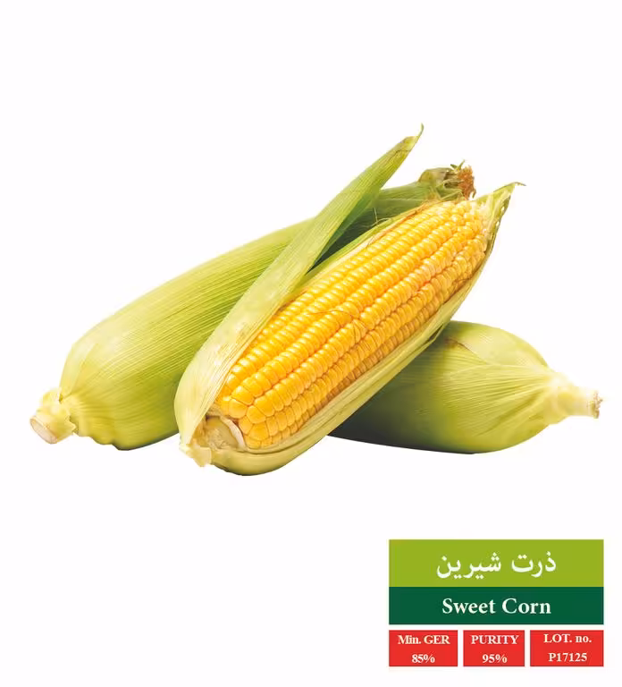 بذر ذرت شیرین - بذر طلایی رویان