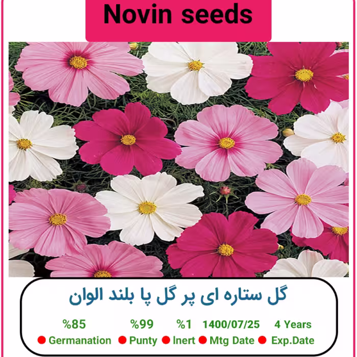 بذر گل ستاره ای پر گل پا بلند الوان
