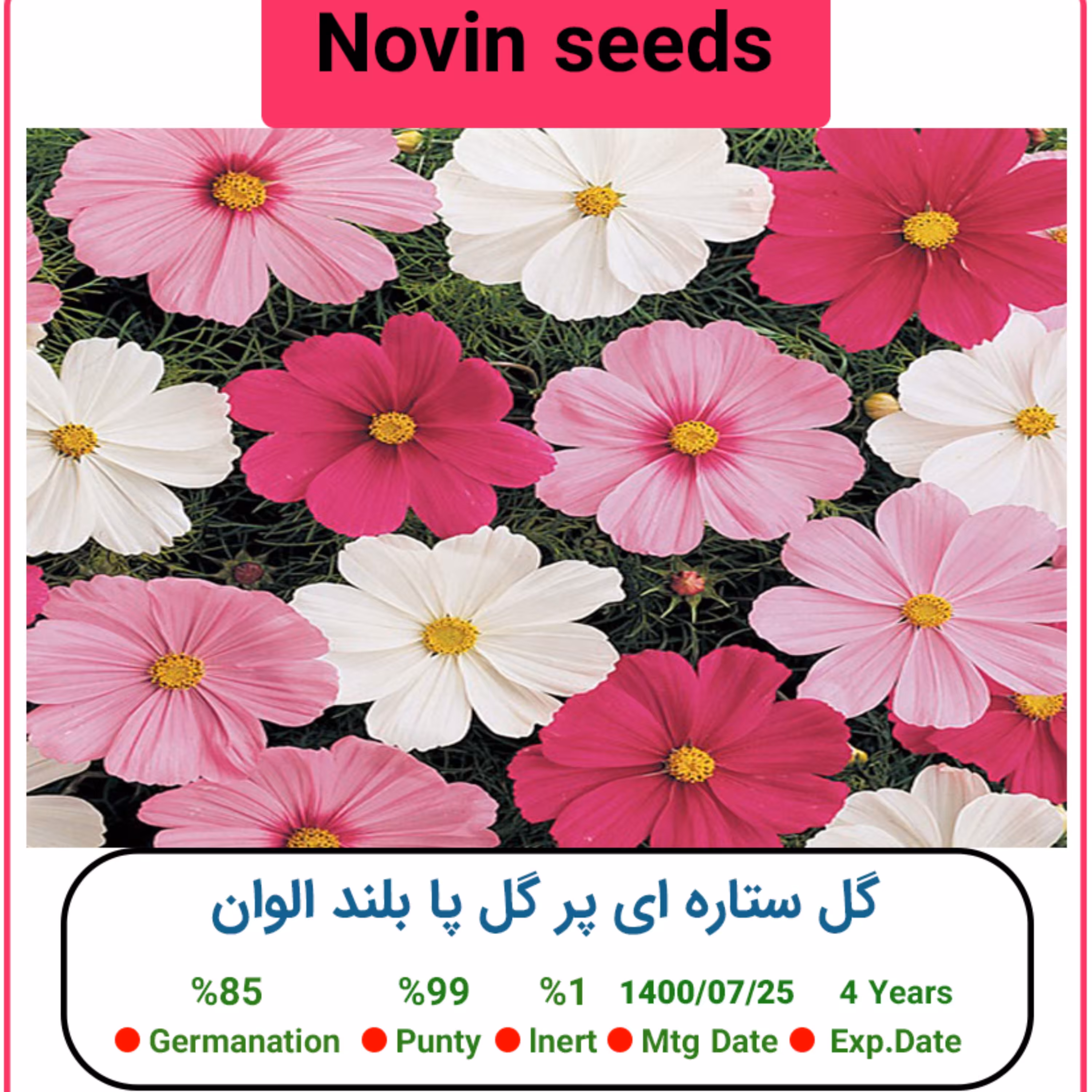 بذر گل ستاره ای پر گل پا بلند الوان