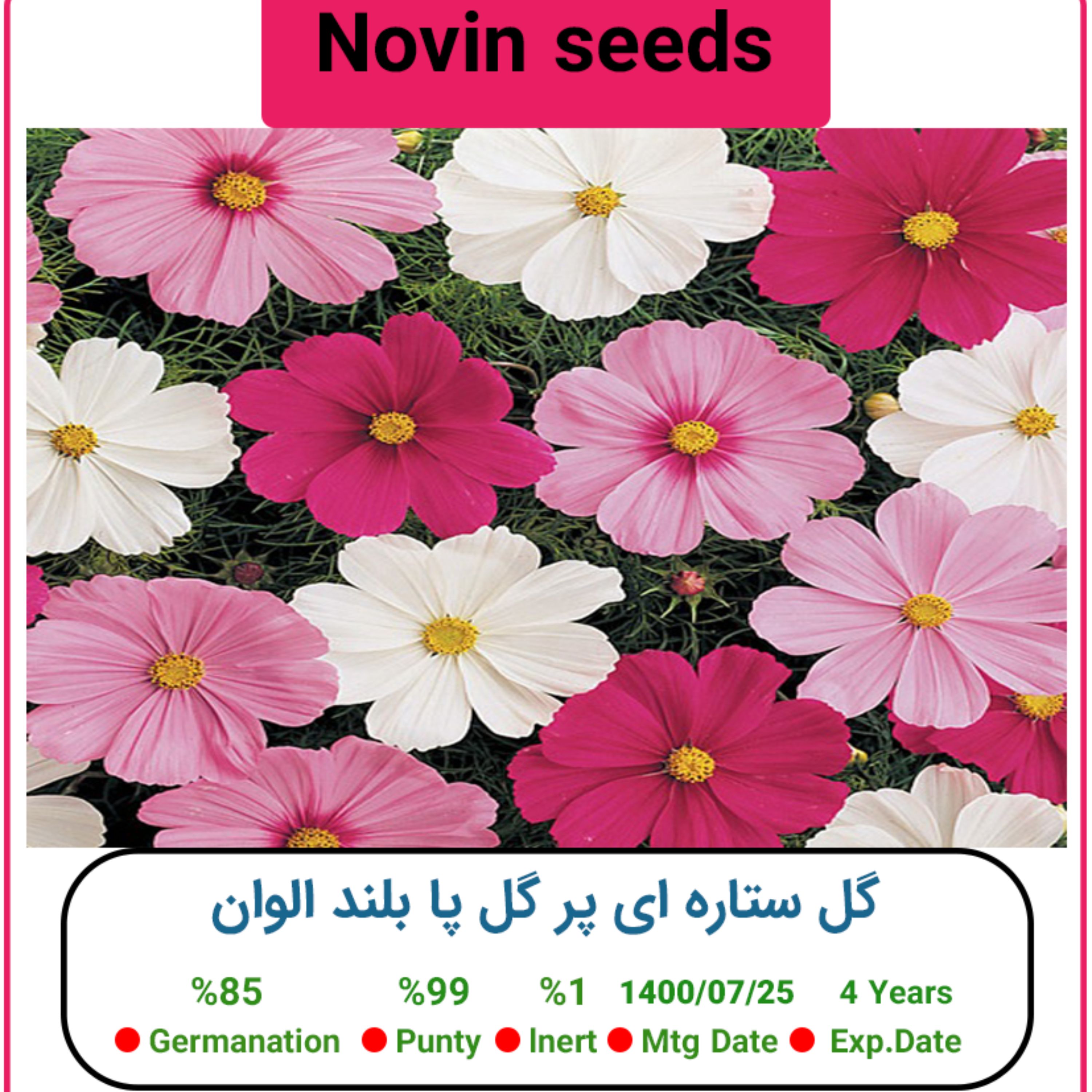 بذر گل ستاره ای پر گل پا بلند الوان