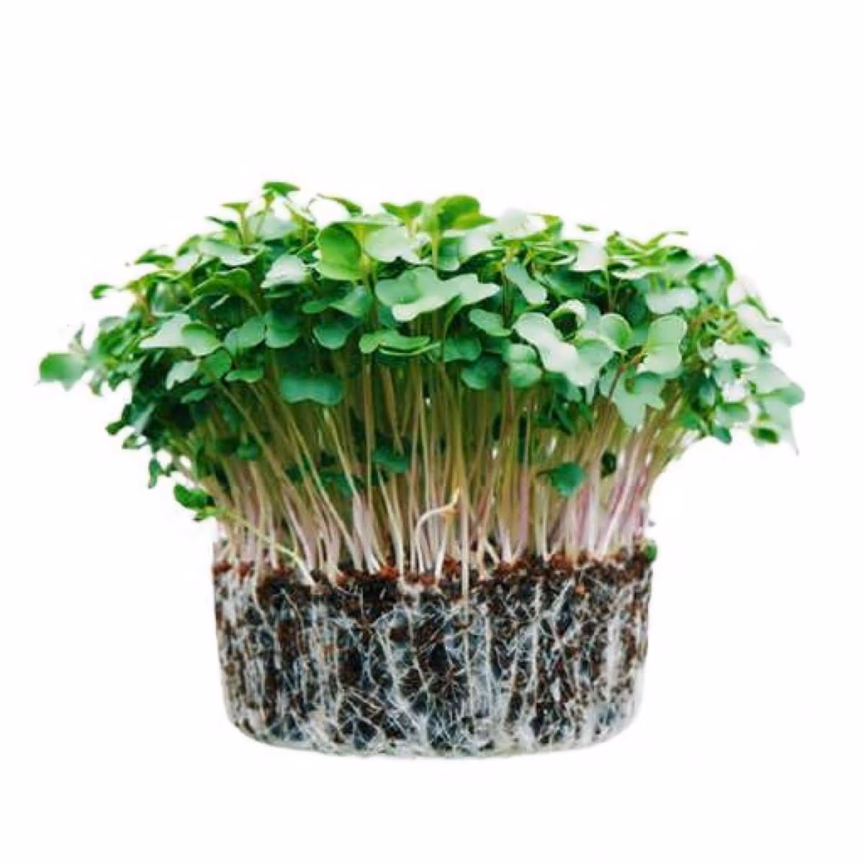 بذر میکرو گرین کینوا 20 گرمی 