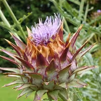 کنگر فرنگی(آرتیشو) پاک شده خشک بسته 300 گرمی