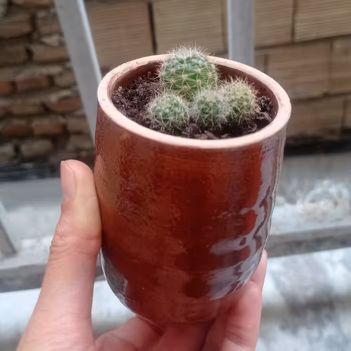 کاکتوس توپی  کوزه ای 