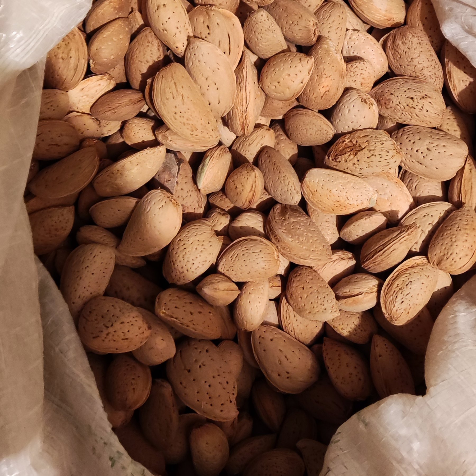 بادام درختی با پوست سنگی یک کیلویی خراسان