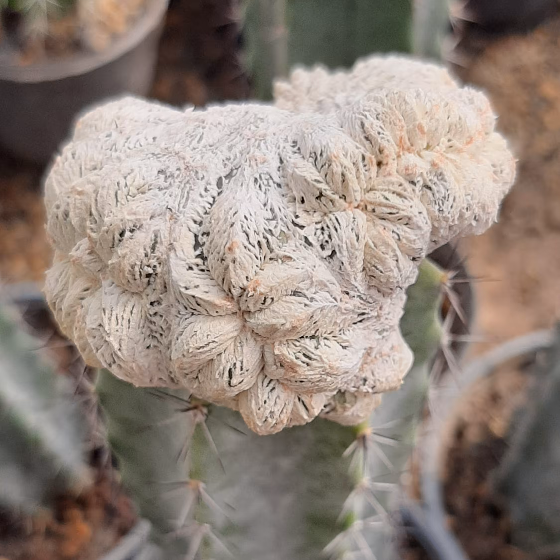 انزوکا دفورمه