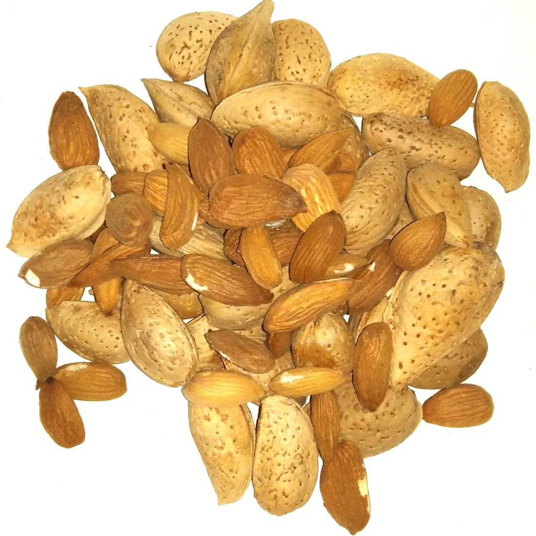 بادام درختی شیرین آذرشهر ارسال رایگان