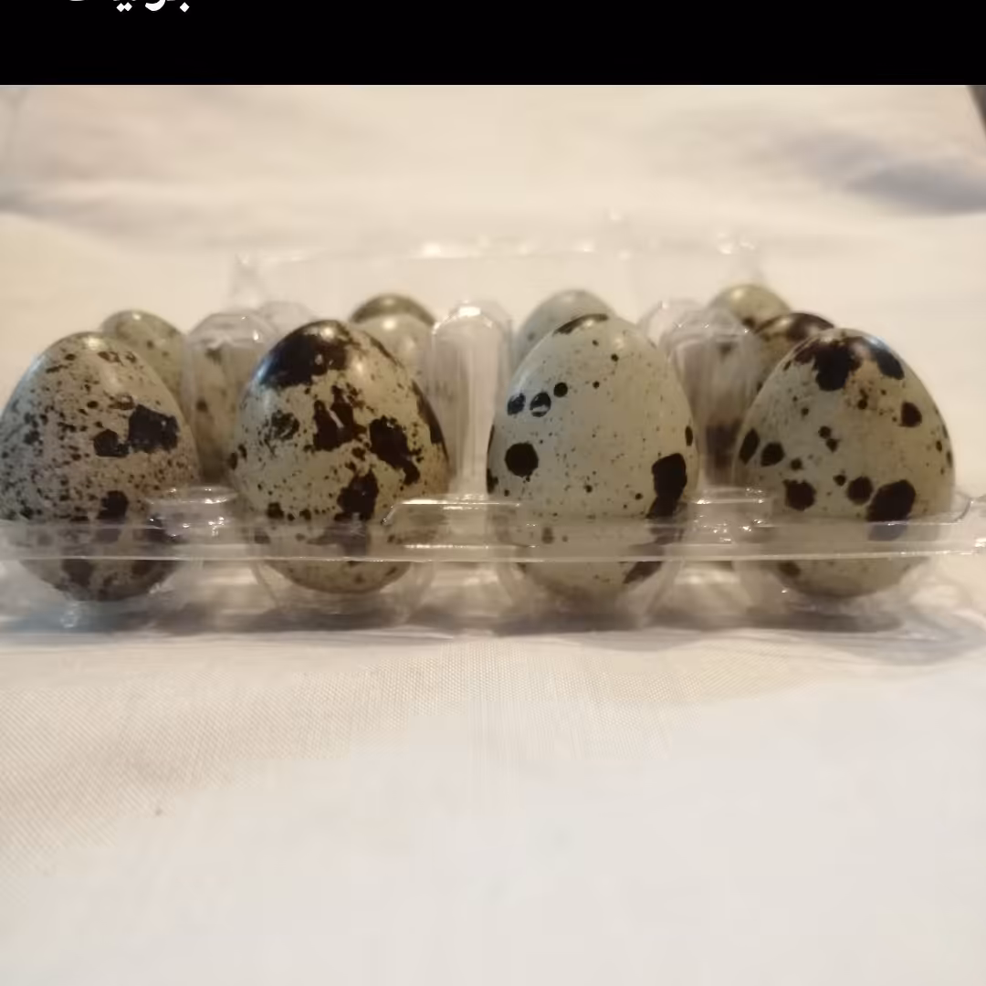 تخم بلدرچین بسته 25تایی 