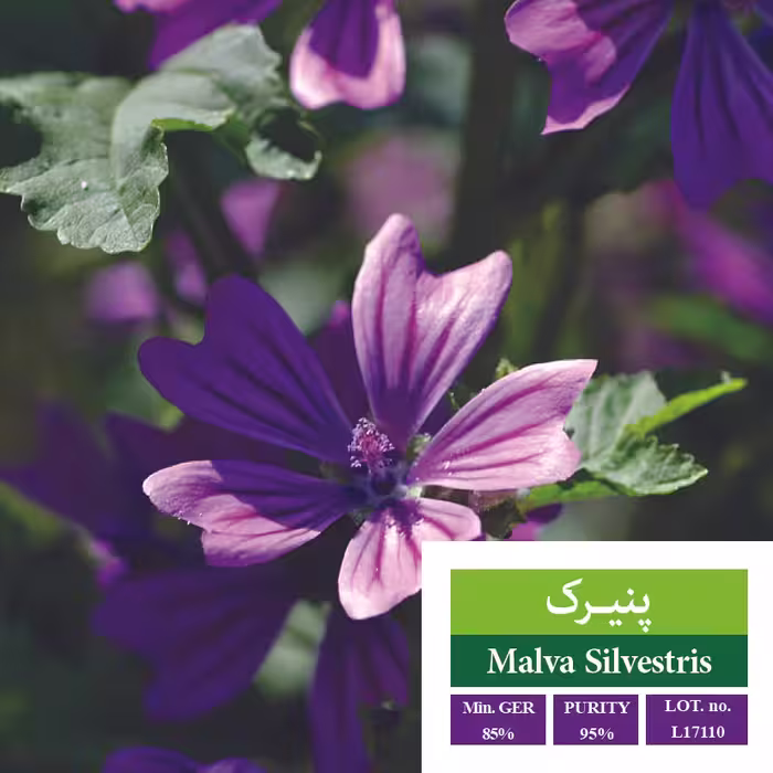 بذر پنیرک - بذر طلایی رویان