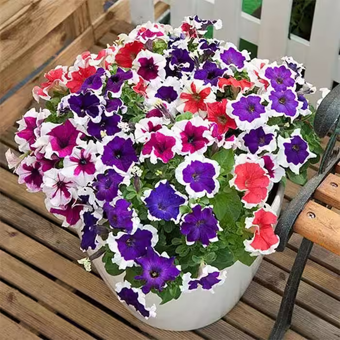 بذر گل اطلسی الوان گل درشت