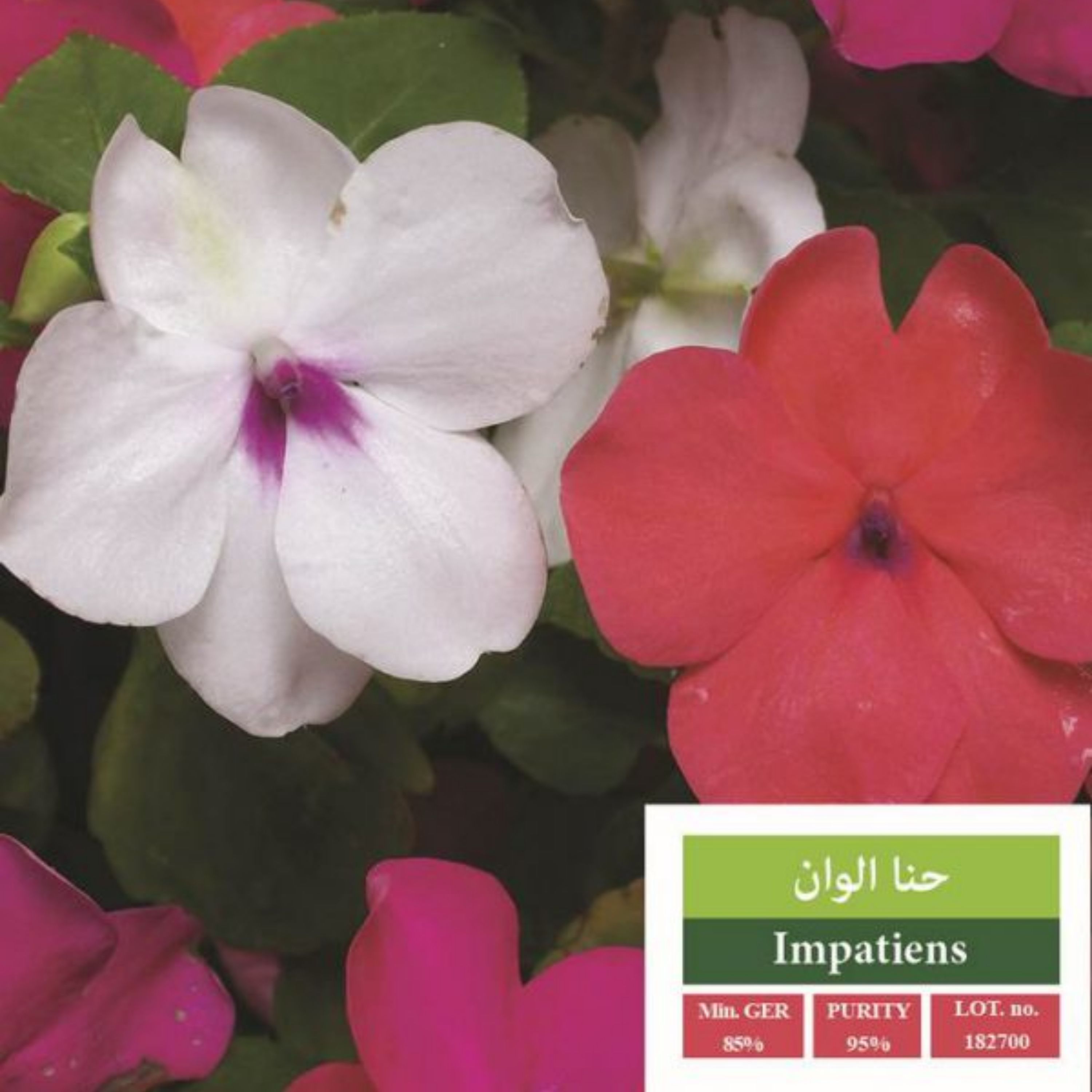 بذر گل حنا الوان بذر طلایی رویان