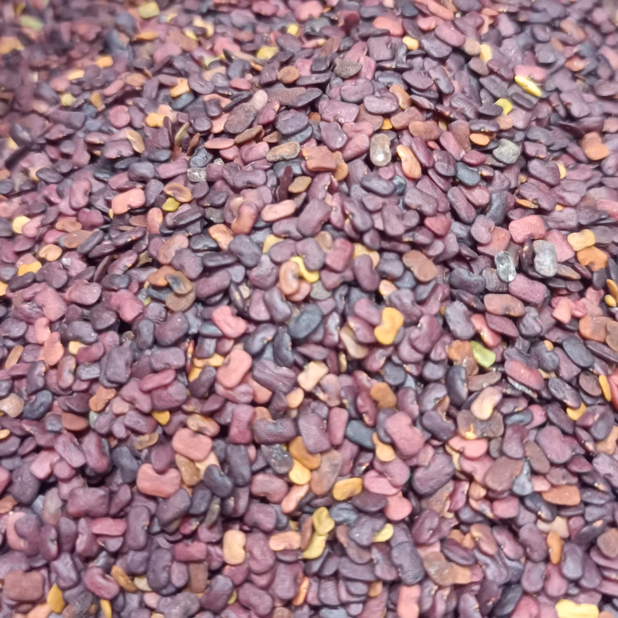 عدس الملک ( عدس تلخ کوهی ) اصل 200 گرمی کاکتوس طلایی 